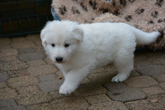 Chiens-A-donner-femelle-berger-blanc-suisse-32000-AUCH Chiens-A-donner-femelle-berger-blanc-suisse-32000-AUCH
